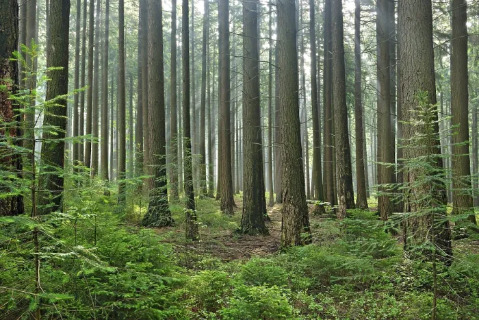 Framed Print : Spruce forest in the early morning