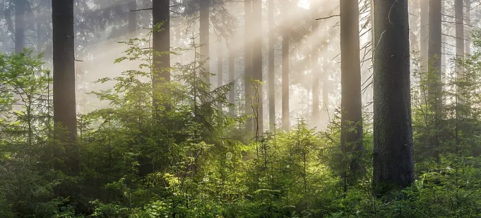 Framed Print : Spruce forest in the early morning