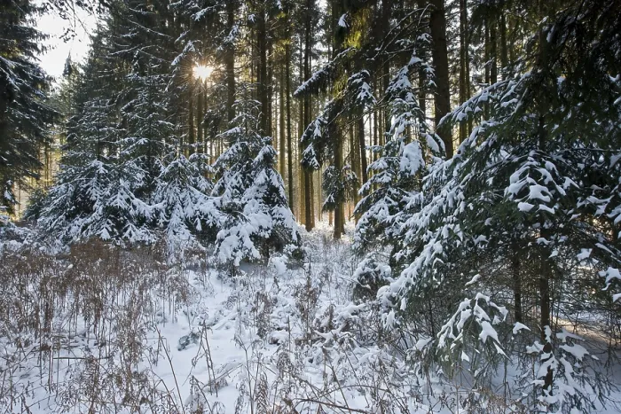 Framed Print : Spruce forest, european spruce (Picea abies) in snow Framed Print : Spruce forest, european spruce (Picea abies) in snow