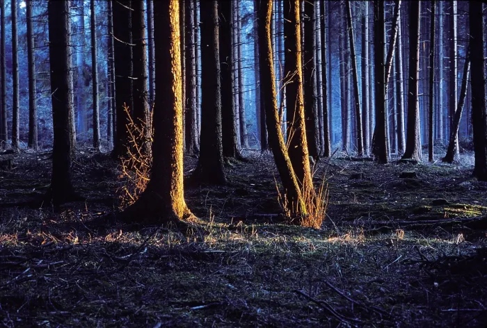 Framed Print : Spruce forest evening light Germany Framed Print : Spruce forest evening light Germany
