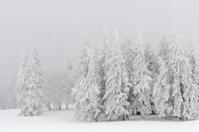 Framed Print : Spruce forest, out of the fog Framed Print : Spruce forest, out of the fog