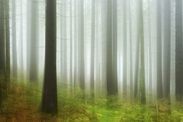 Framed Print : Spruce forest with fog in Harz National Park