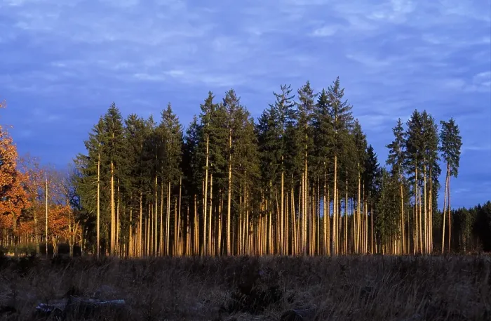 Framed Print : Spruce forest Germany