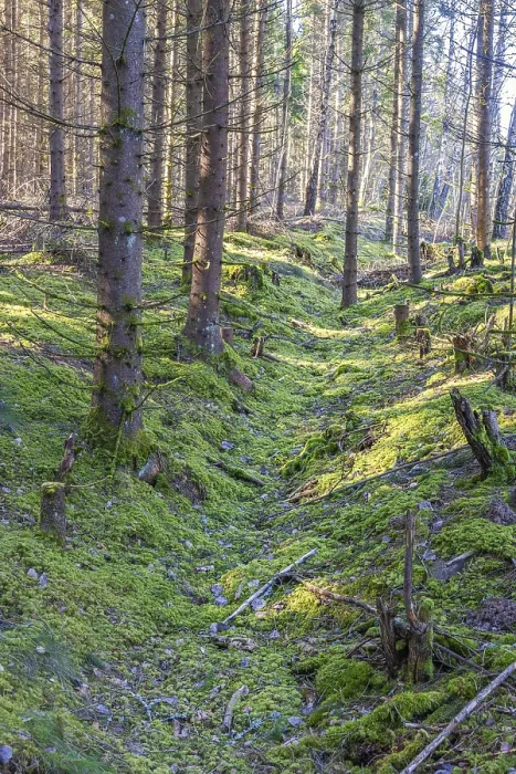 Framed Print : Spruce forest with green moss on the ground and a old a sunken path in the landscape Framed Print : Spruce forest with green moss on the ground and a old a sunken path in the landscape