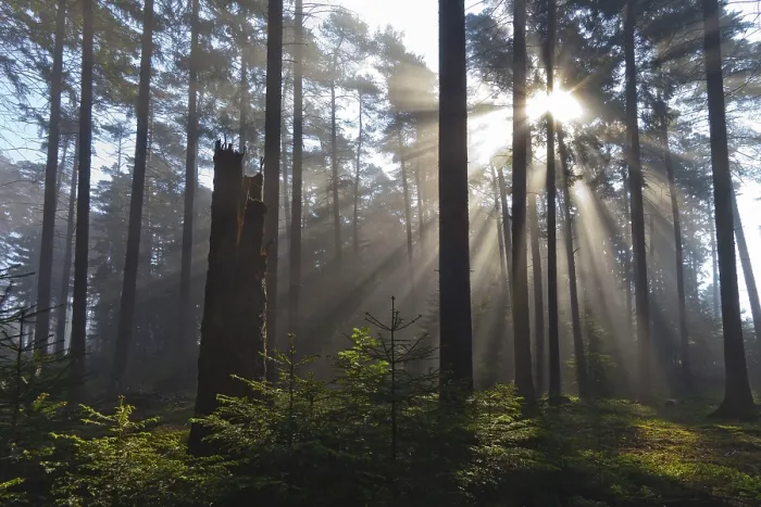 Framed Print : Spruce forest, Lower Saxony, Germany, Europe