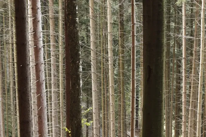 Framed Print : Spruce forest monoculture, Tegernsee Valley