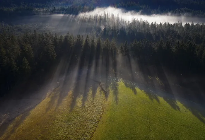 Framed Print : Spruce forest in morning fog with drop shadow Framed Print : Spruce forest in morning fog with drop shadow