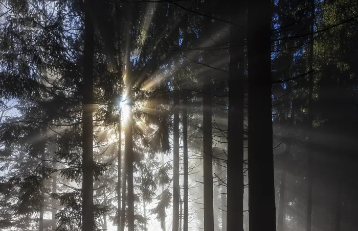 Framed Print : Spruce forest in morning fog with sunbeams