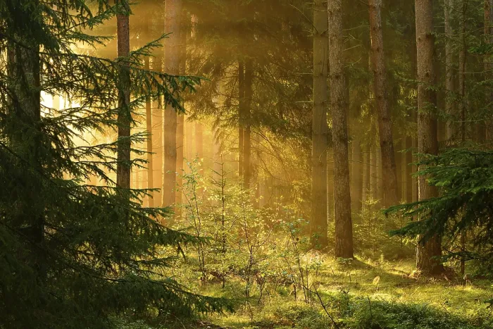 Framed Print : Spruce forest in the morning light