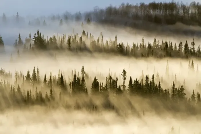 Framed Print : Spruce forest with morning mist and sunrays