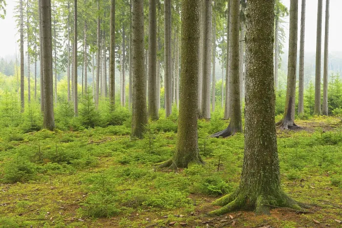Framed Print : Spruce forest in the Odenwald, Natural regeneration Framed Print : Spruce forest in the Odenwald, Natural regeneration