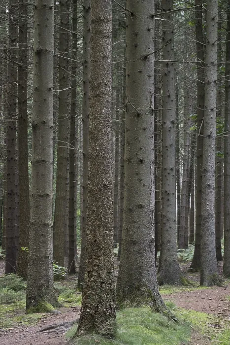 Framed Print : Spruce forest (Picea abies), Emsland