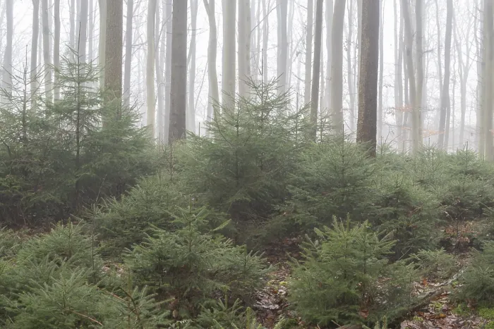 Framed Print : Spruce forest (Picea abies) in fog