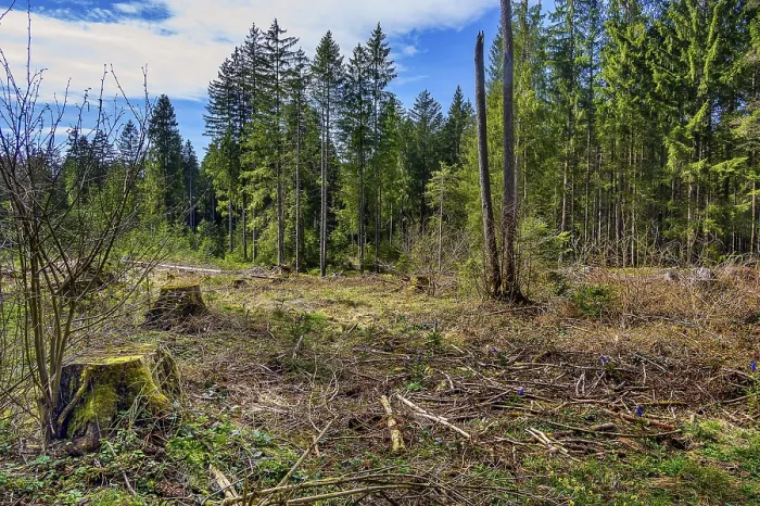 Framed Print : Spruce forest, pole forest with clear cut Framed Print : Spruce forest, pole forest with clear cut