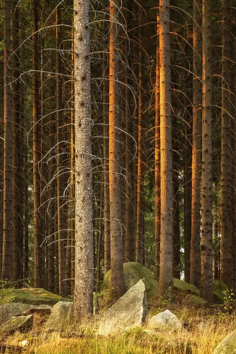 Framed Print : Spruce forest with rocks in the last light of the evening sun Framed Print : Spruce forest with rocks in the last light of the evening sun