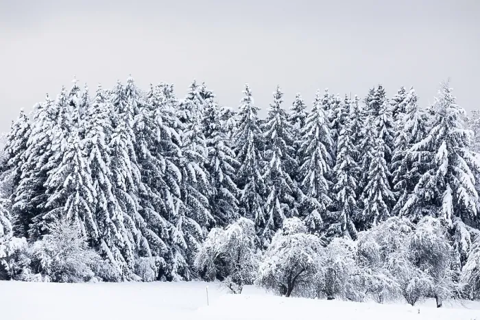 Framed Print : Spruce forest, spruce (Picea), pine (Pinaceae)