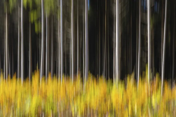 Framed Print : Spruce forest in the Swabian Alb in autumn Framed Print : Spruce forest in the Swabian Alb in autumn