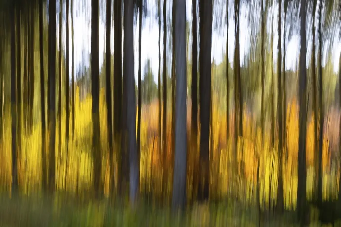 Framed Print : Spruce forest in the Swabian Alb in autumn