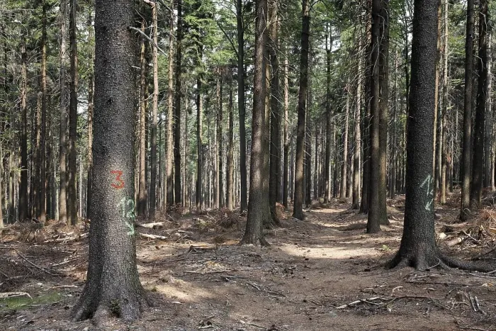 Framed Print : Spruce forest Tiefenbach, Bavaria Germany