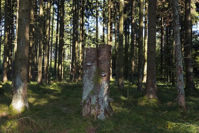 Framed Print : Spruce forest with tree stump and mushrooms