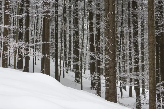 Framed Print : Spruce forest in winter with snow cover