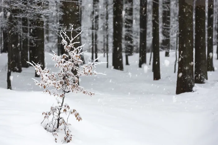 Framed Print : Spruce forest in winter with snow cover