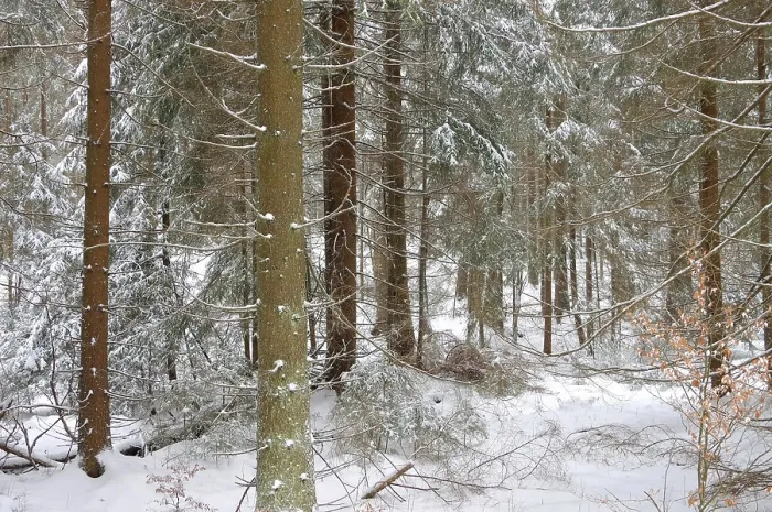 Framed Print : Spruce forest in winter, spruce forest in winter 02