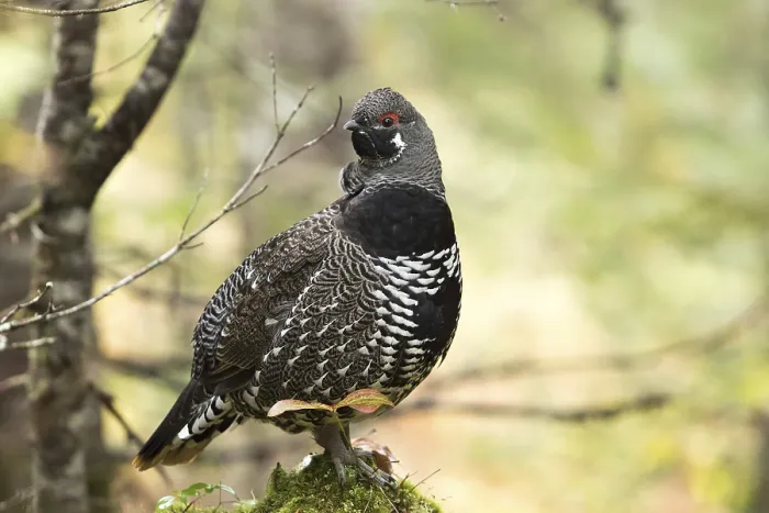 Framed Print : Spruce grouse (Falcipennis canadensis)