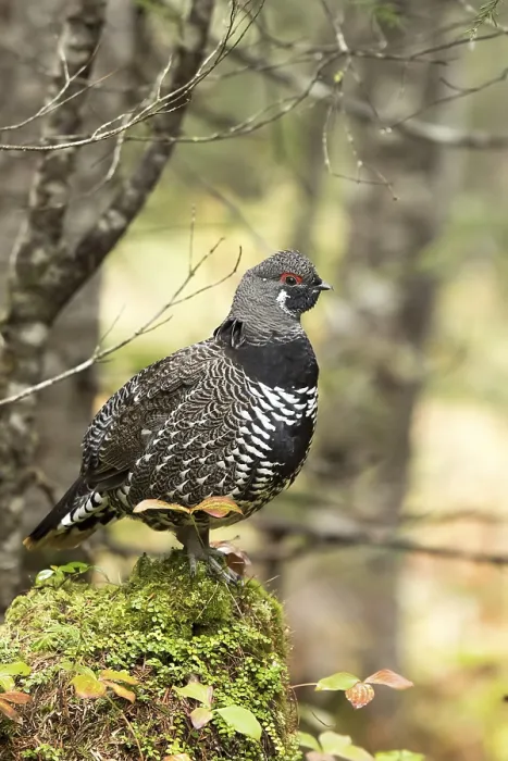Framed Print : Spruce grouse (Falcipennis canadensis) Framed Print : Spruce grouse (Falcipennis canadensis)
