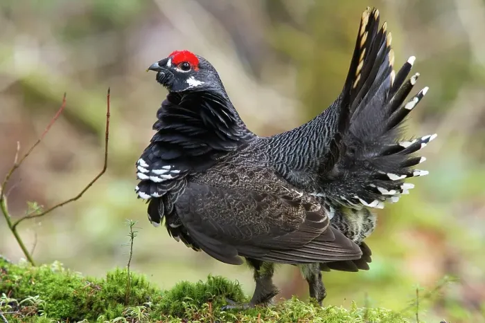 Framed Print : Spruce grouse (falcipennis canadensis) standing on a mossy trunk and watching