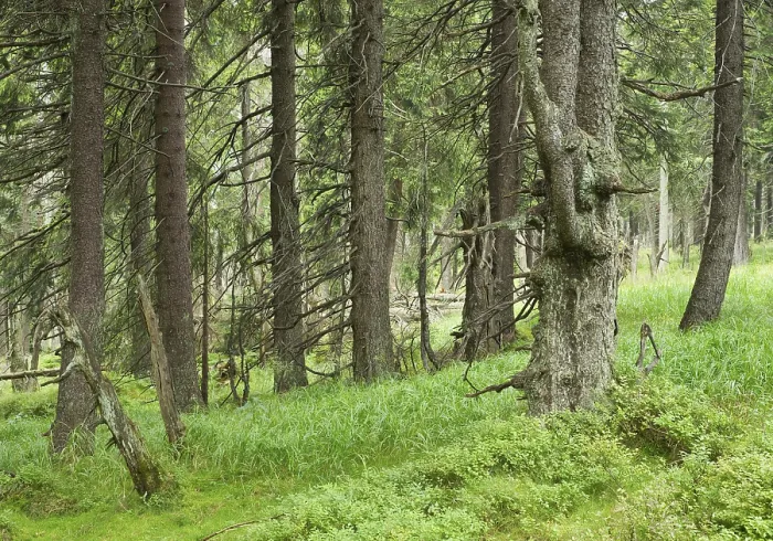 Framed Print : Spruce jungle, Norway Spruce trees (Picea abies)