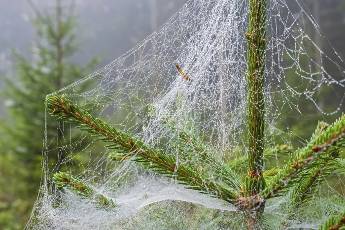 Framed Print : Spruce top with morning dew in a spiders web at a coniferous forest Framed Print : Spruce top with morning dew in a spiders web at a coniferous forest