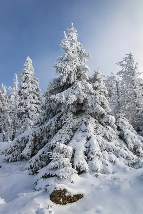 Framed Print : Spruce (Picea abies) covered in deep snow in front of a coniferous forest on a sunny day in winter Framed Print : Spruce (Picea abies) covered in deep snow in front of a coniferous forest on a sunny day in winter