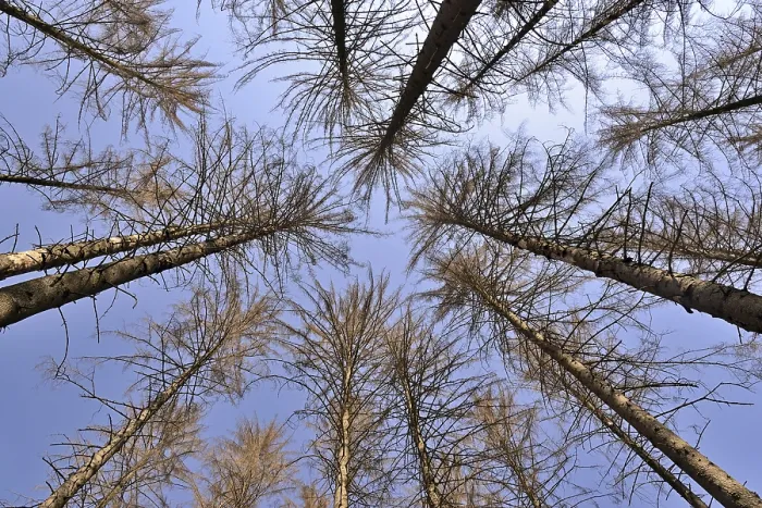 Framed Print : Spruce (Picea abies), view into the treetops Framed Print : Spruce (Picea abies), view into the treetops