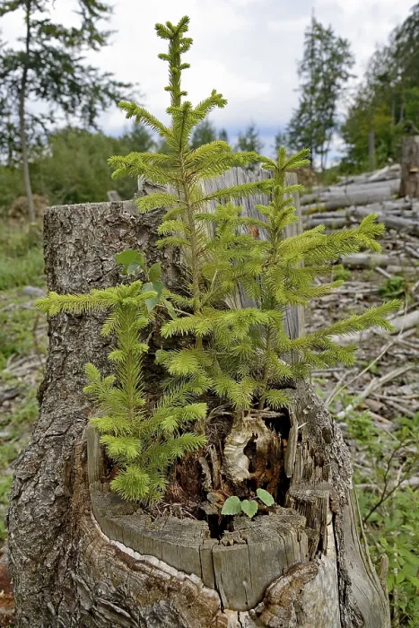 Framed Print : Spruce (Picea abies), young trees growing on a sawn-off and rotten spruce trunk