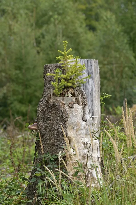 Framed Print : Spruce (Picea abies), young trees growing on a sawn-off and rotten spruce trunk Framed Print : Spruce (Picea abies), young trees growing on a sawn-off and rotten spruce trunk