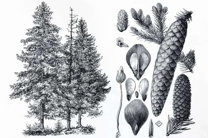 Framed Print : Spruce (Picea vulgaris), tree and cones