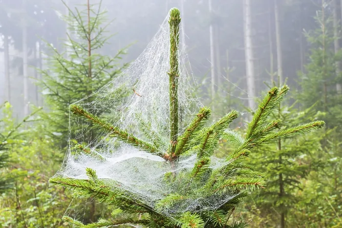 Framed Print : Spruce tree with spider web in a forest Framed Print : Spruce tree with spider web in a forest