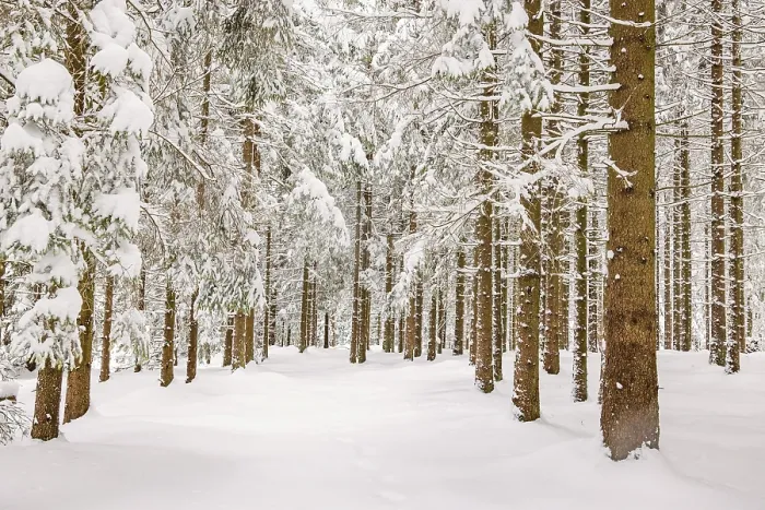 Framed Print : Spruce tree trunks in a forest with deep snow and frost on a cold winter day
