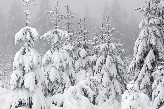 Framed Print : Spruce trees covered in snow in winter