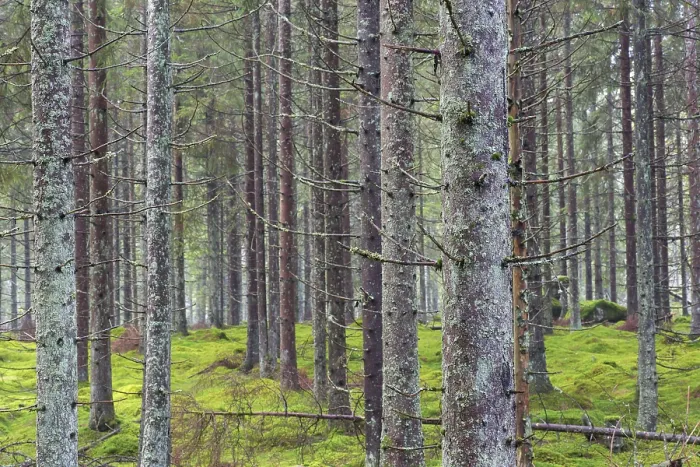 Framed Print : Spruce trunks in coniferous forests