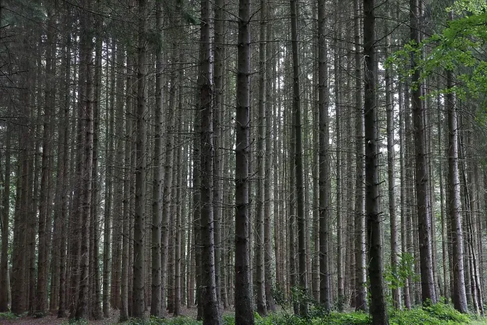 Framed Print : Spruces (Picea abies), pole forest Framed Print : Spruces (Picea abies), pole forest