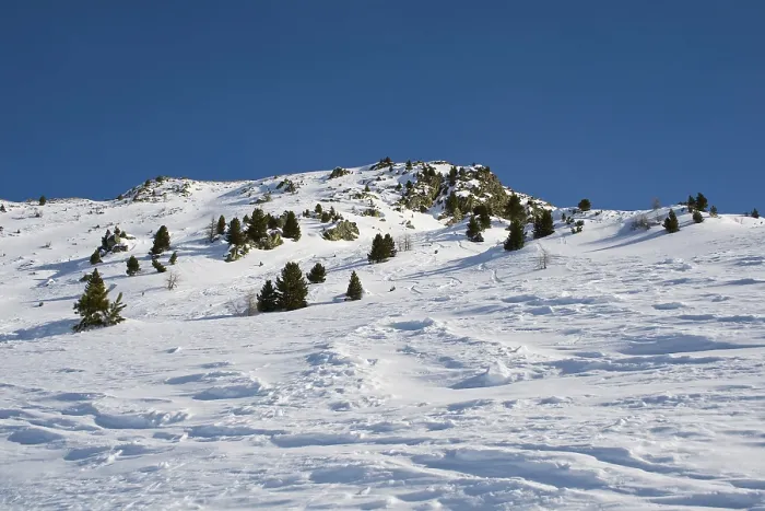 Framed Print : Spruces on a snowy slope of the mountain