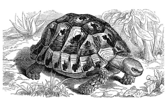 Framed Print : Spur-thighed tortoise (Testudo graeca)