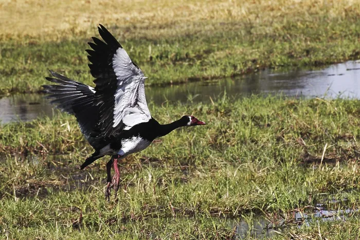 Framed Print : Spur-winged goose (plectropterus gambensis)