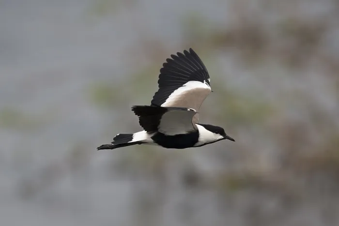 Framed Print : Spur-winged Lapwing (Vanellus spinosus) flying Framed Print : Spur-winged Lapwing (Vanellus spinosus) flying