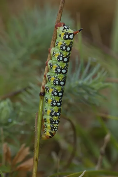 Framed Print : Spurge hawk-moth, caterpillar, Hyles euphorbiae Framed Print : Spurge hawk-moth, caterpillar, Hyles euphorbiae