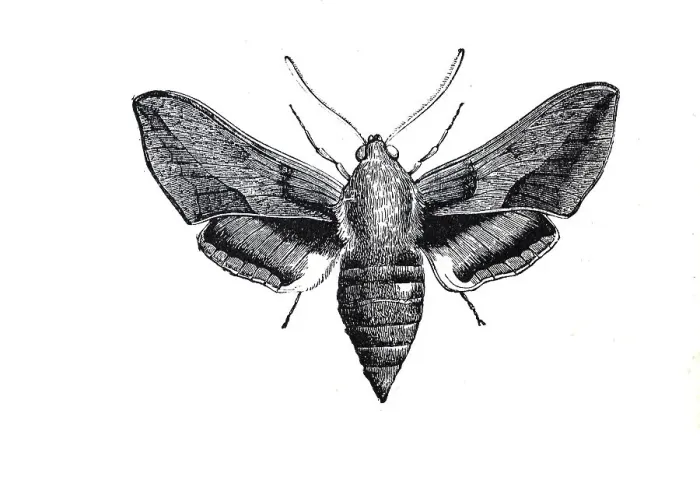 Framed Print : Spurge hawk-moth (Hyles euphorbiae) Framed Print : Spurge hawk-moth (Hyles euphorbiae)