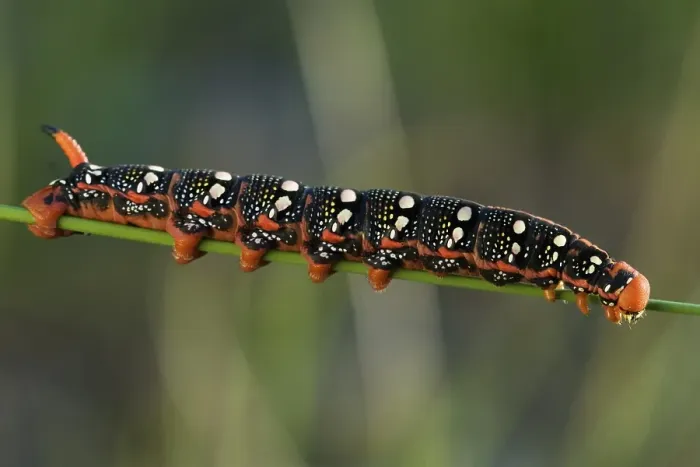 Framed Print : Spurge Hawk-moth (Hyles euphorbiae) caterpillar
