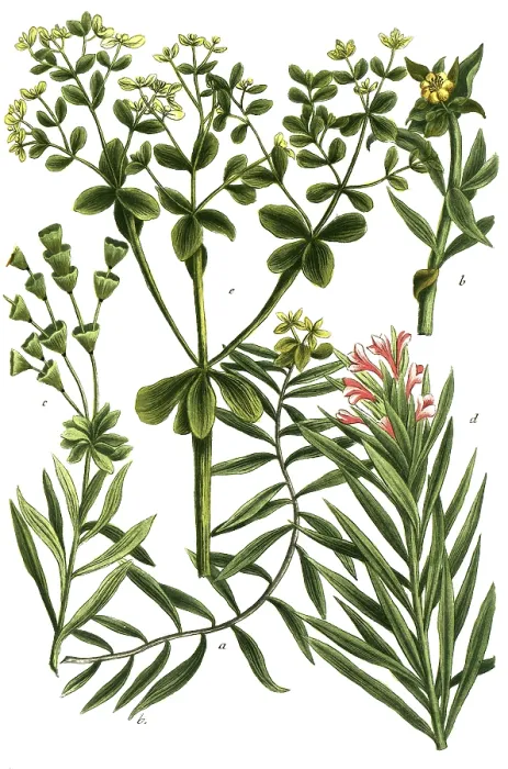 Framed Print : Spurges, a. Esula sicula, b. Esula caule crasso